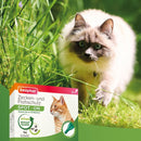 Beaphar Zecken- und Flohschutz SPOT-ON für Katzen - Fresh Fellow-8711231438488