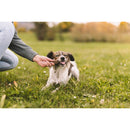 Green Petfood InsectDog Denties with Insects - Fresh Fellow - 4032254791539