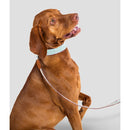 Alecoo Hundehalsband Aponi Green - Fresh Fellow - 4262442661195