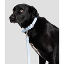 Alecoo Hundehalsband Classy Ice Gold - Fresh Fellow - 4262442660259