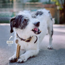 VEGDOG Mobilities - Fresh Fellow - 4260446690777